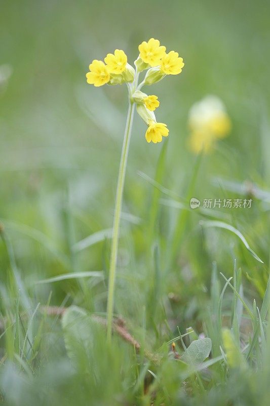 普里穆拉・弗里斯 - 埃赫特・施卢塞尔布卢姆